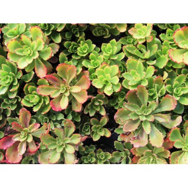 Sedum hybr. Immergrünchen